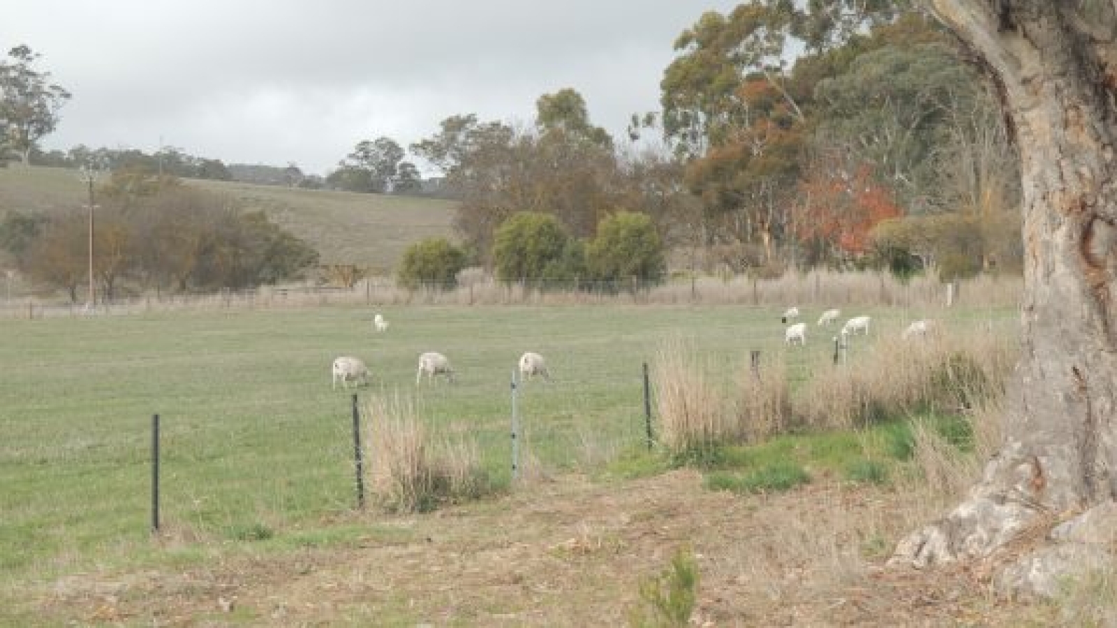 paddock with sheep