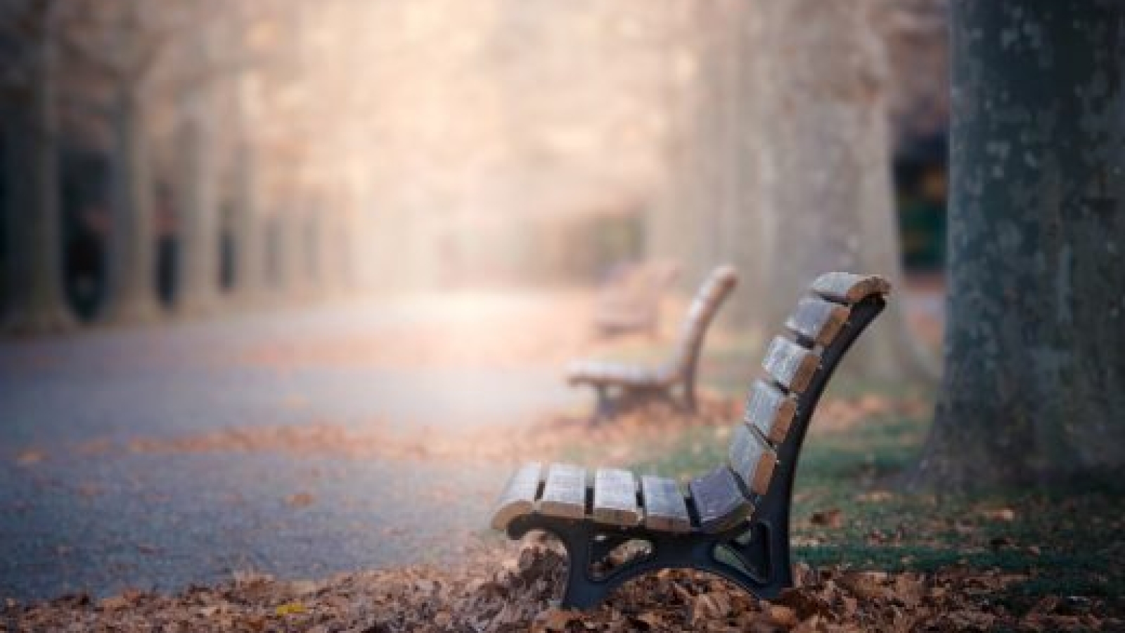A bench illuminated by the afternoon light, a relaxing summer holiday.